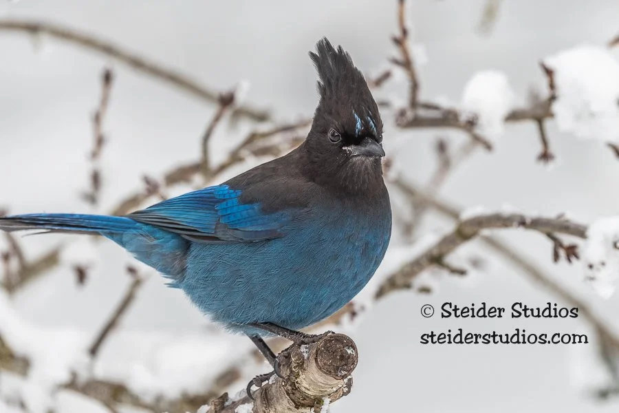 Steider Studios.Steller's Jay.12.29.21.jpg