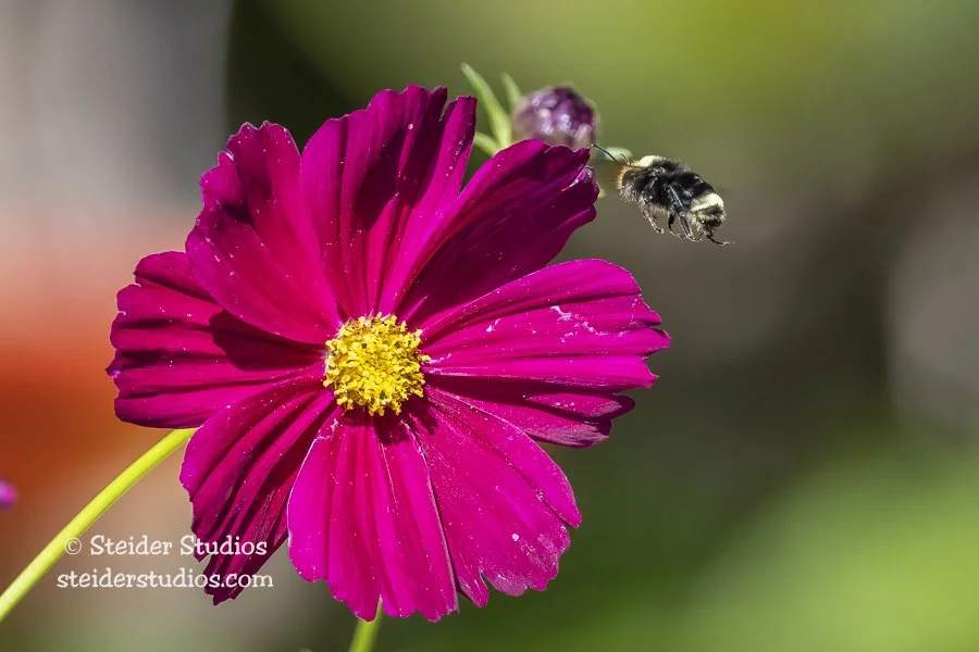 Steider Studios.Cosmos.Bumble.8.24.21.jpg