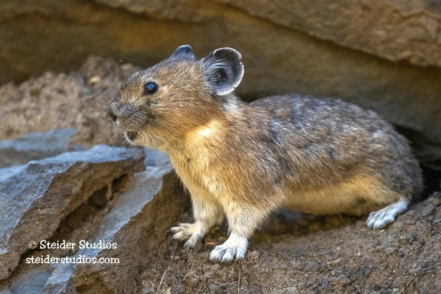 Steider Studios.Pika.7.13.22.jpg