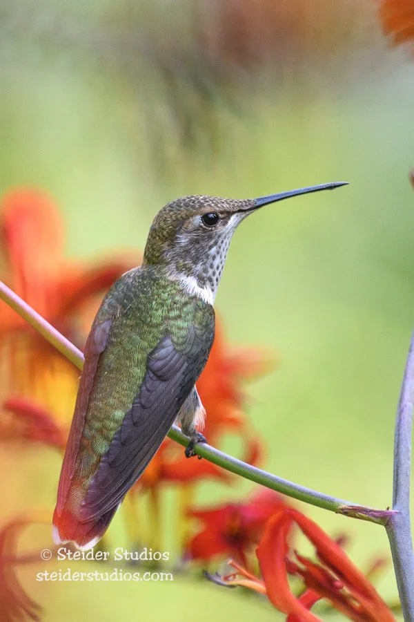 Steider Studios.Hummingbird.8.3.17.jpg