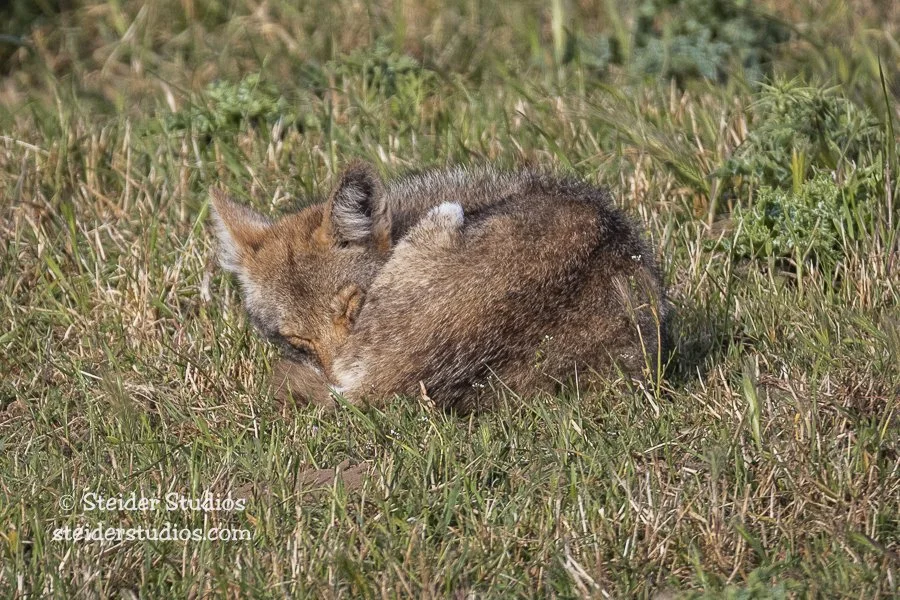 Steider Studios.Coyote Sleeping.5.20.18.jpg