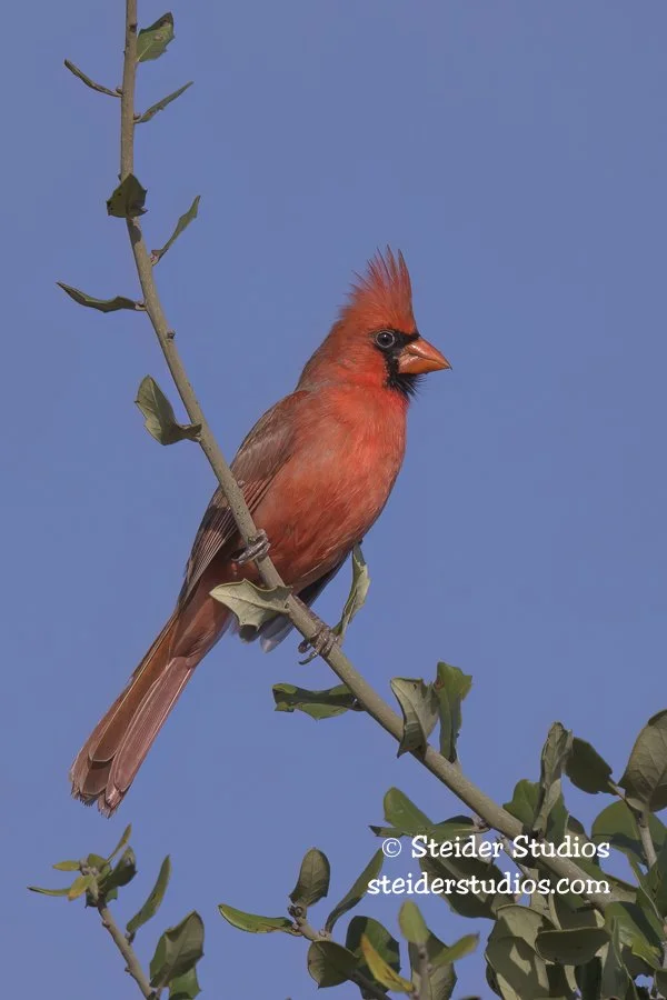 Steider Studios.Cardinal on Branch.1.29.26-2.jpg