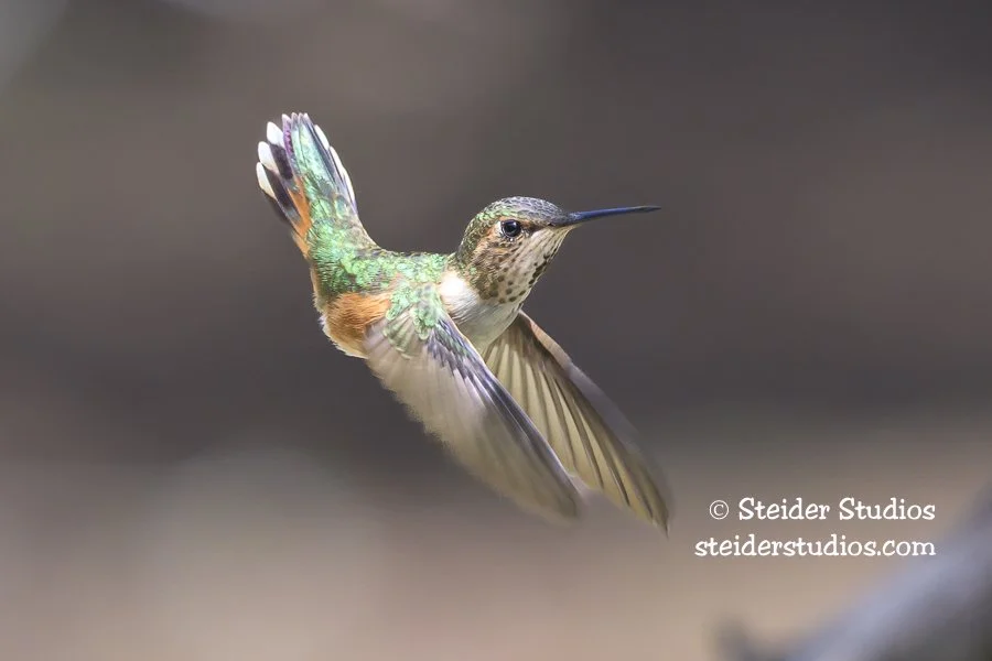 Steider Studios.R.Hummingbird.4.26.26-2.jpg