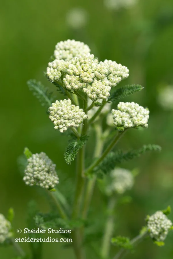 Steider Studios.Yarrow.6.20.19.jpg