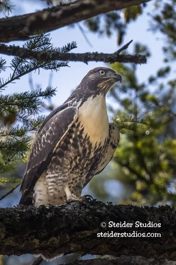 Steider Studios.RTH.Beacon.8.12.20.jpg