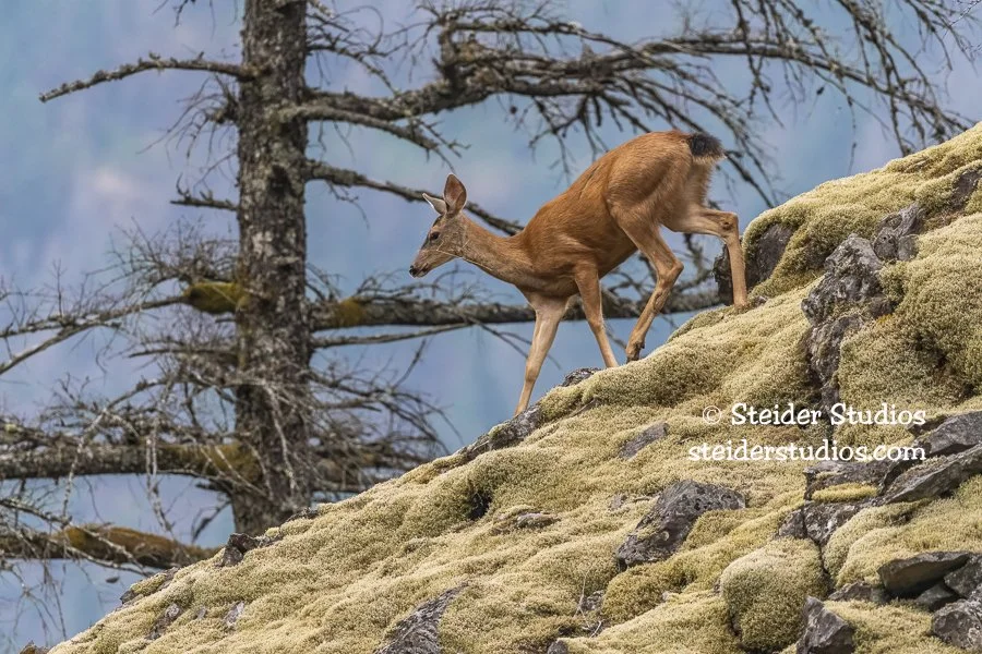 Steider Studios.Deer on Talus.8.12.20-4.jpg