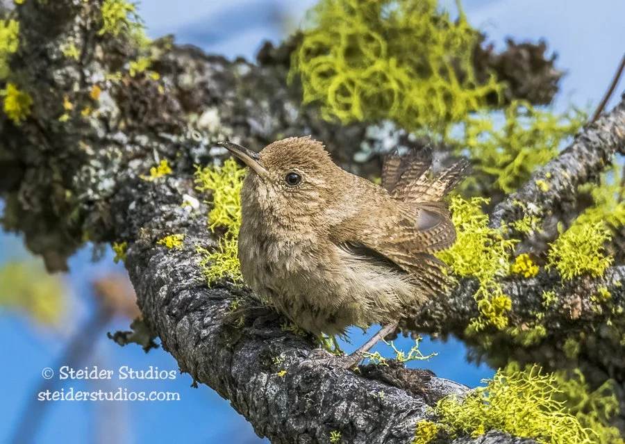 Steider Studios.House Wren.Conboy.8.8.16.jpg