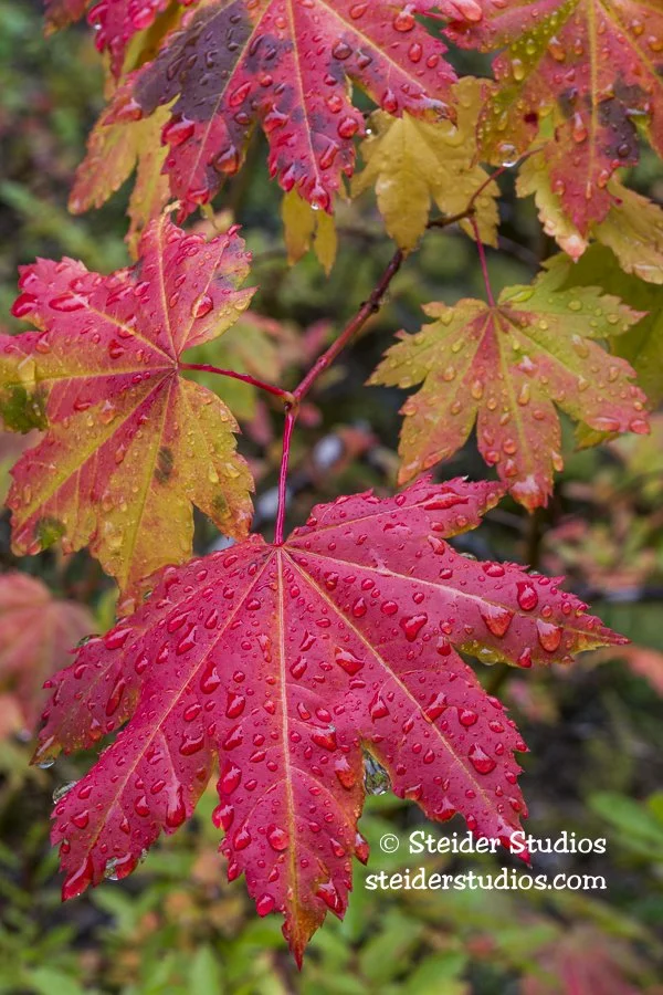 Steider Studios.Maple Leaf.9.17.16.jpg