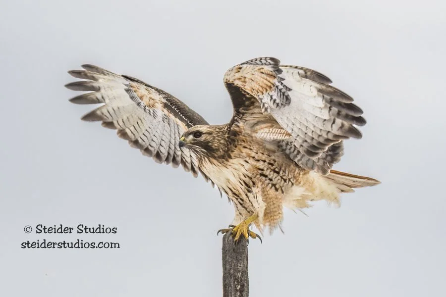 Steider Studios.Red-tailed Hawk.2.21.17.jpg