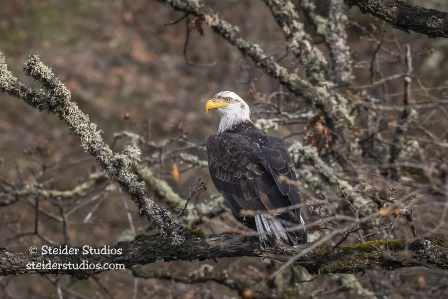 Steider Studios.Bald Eagle.1.21.20.jpg