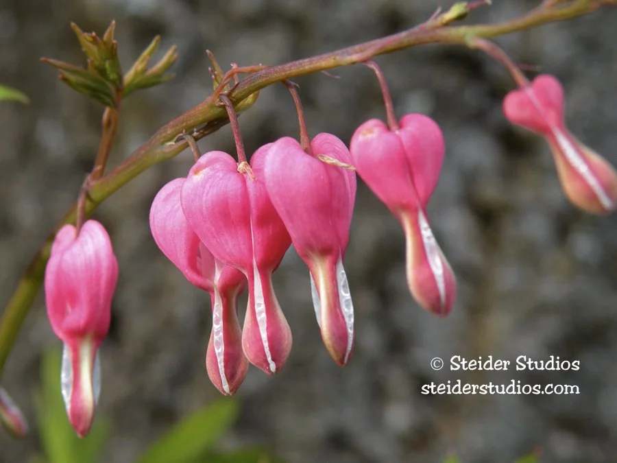 Steider Studios.Bleeding Heart 5.7.10.jpg
