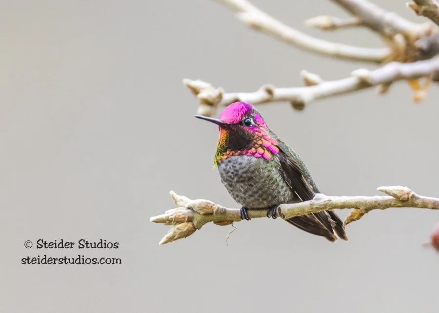 Steider Studios.Ana's Hummingbird.1.10.16.jpg