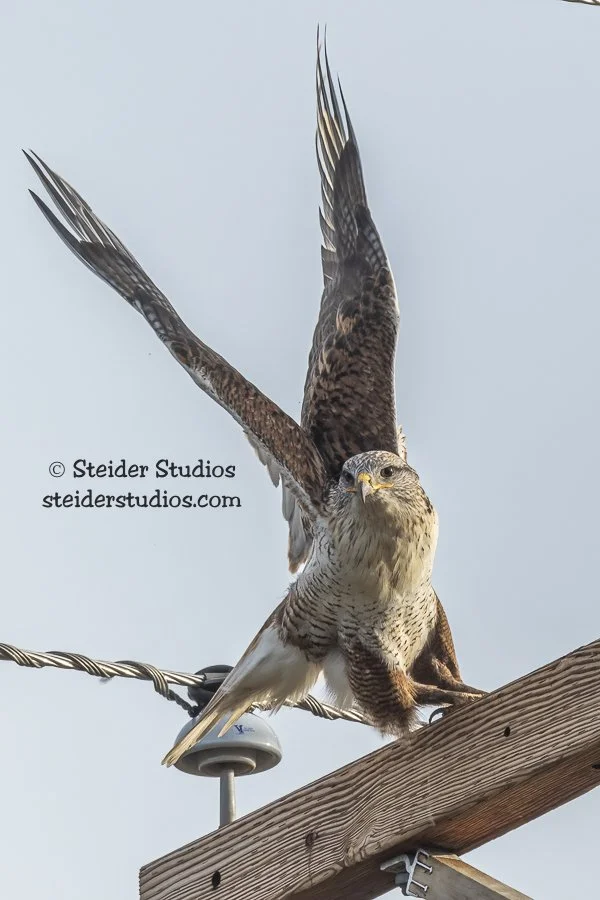 Ferruginous Hawk Prepares for Flight