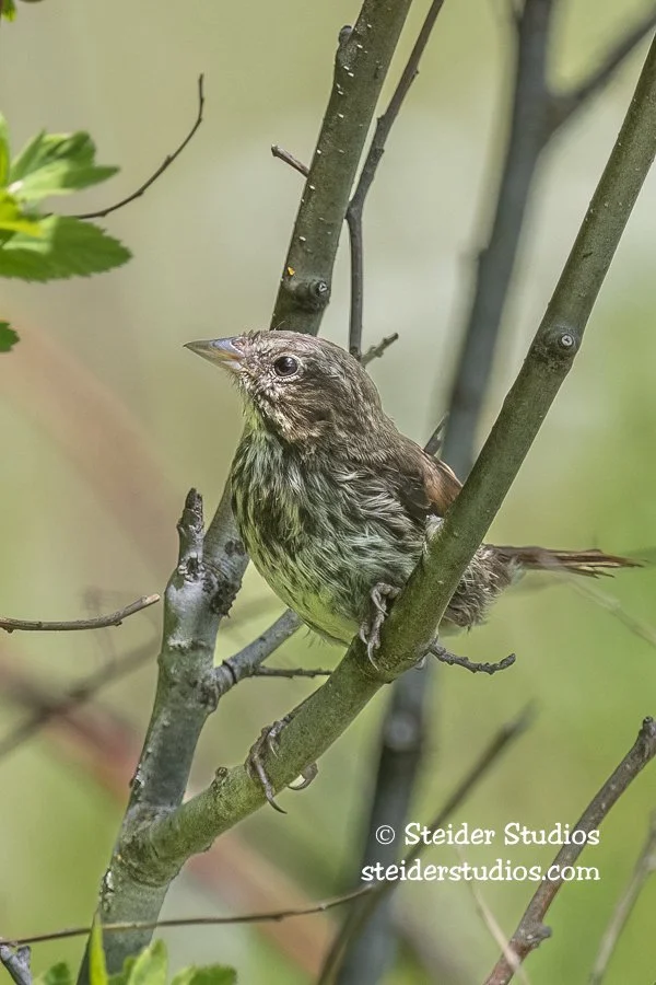 Steider Studios.Red-winged.Conboy.6.23.20.jpg