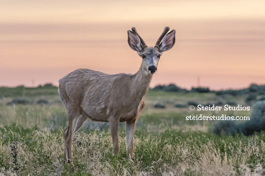 Steider Studios.Deer.6.9.19.jpg