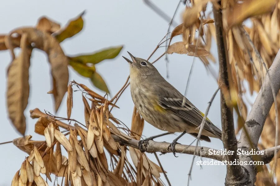 Steider Studios.Yellow-rumped Warbler.Bingen.10.6.18-7.jpg