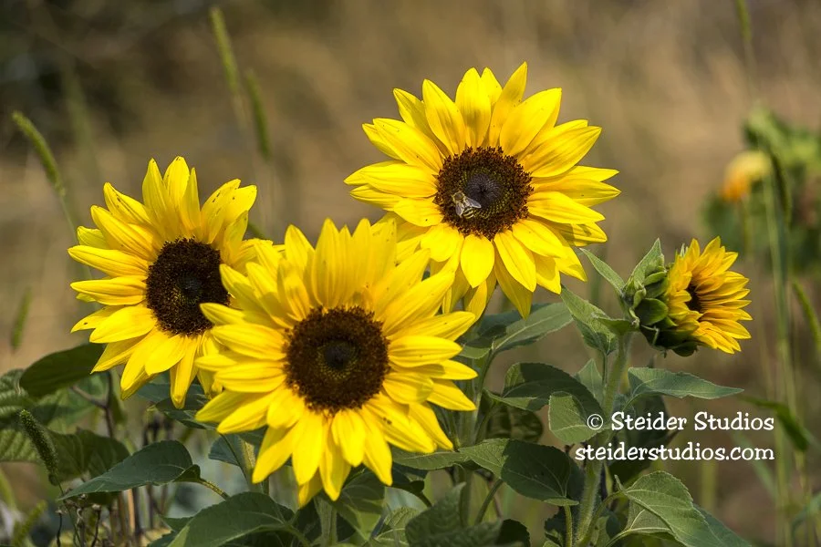 Steider Studios.Sunflower Group.8.22.15.jpg
