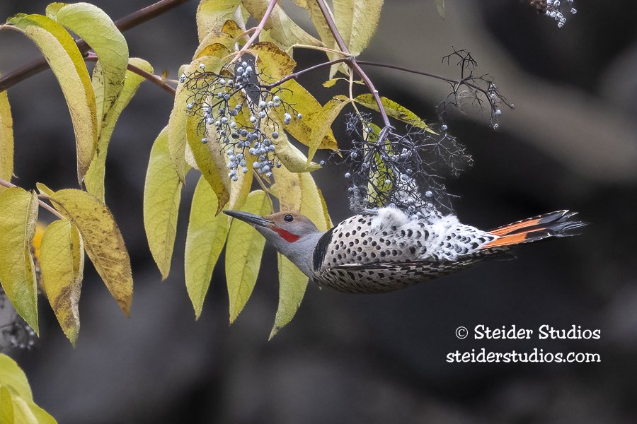 Steider Studios.Flicker.CRG.11.15.22-2.jpg