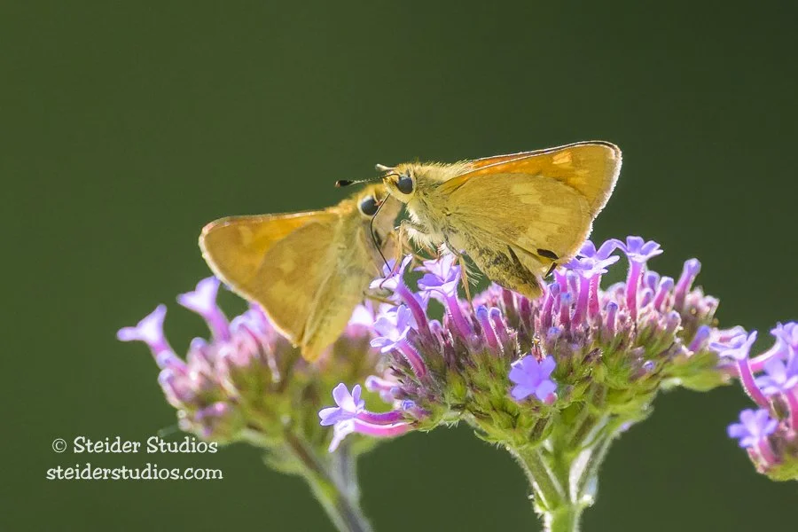 Steider Studios.Skipper Pair on Verbena.8.13.23.jpg