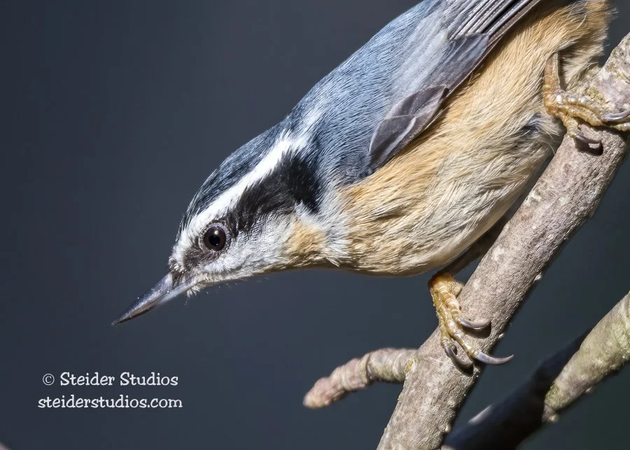 Steider Studios.RBNuthatch.3.31.18 in garden.jpg