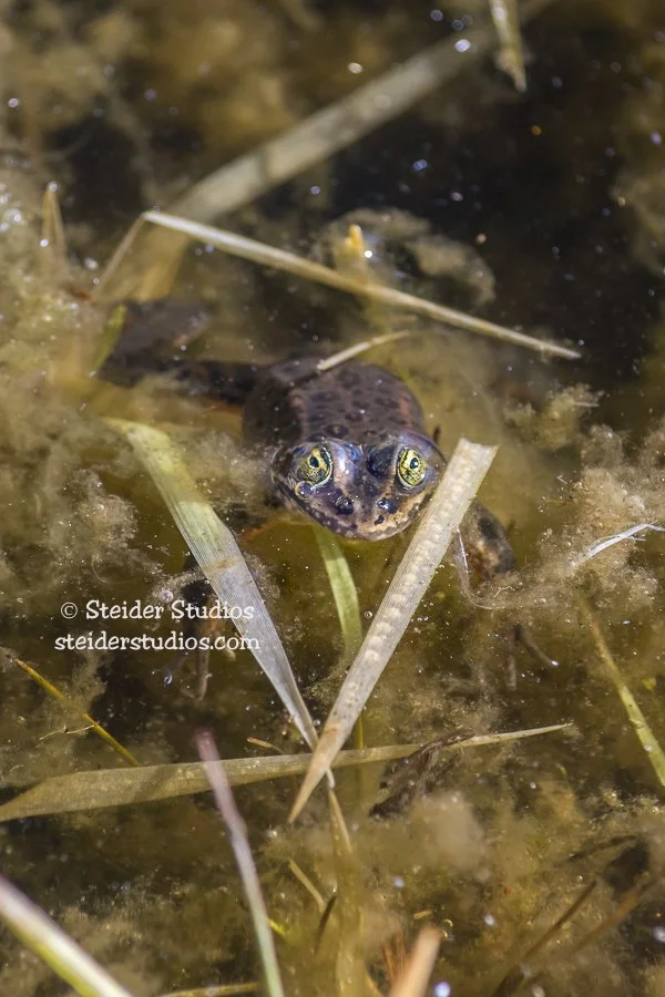Steider Studios.Spotted Frog.Conboy.3.8.15.jpg