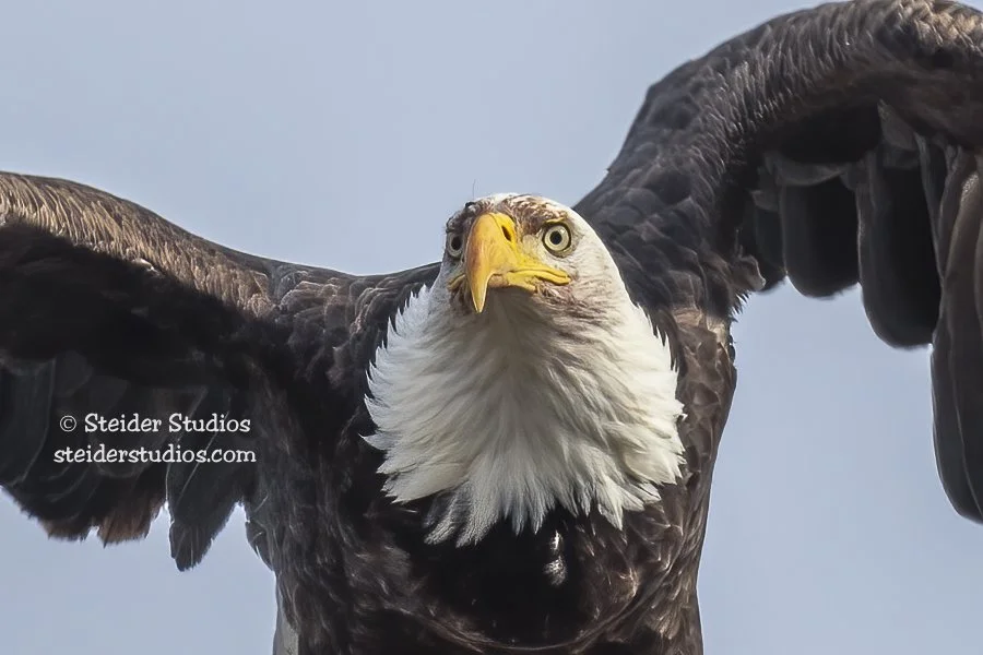 Steider Studios.BAEA.2.8.22-2.jpg