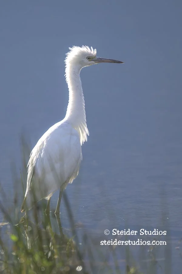 Steider Studios.Little Blue Heron.11.20.25.jpg