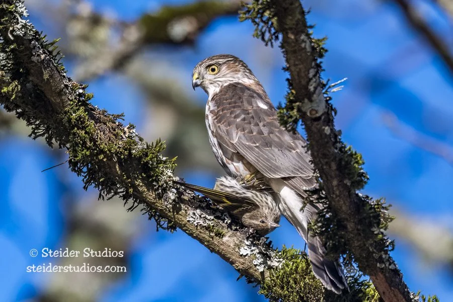 Steider Studios.Sharp-shinned Hawk.12.7.17-2.jpg