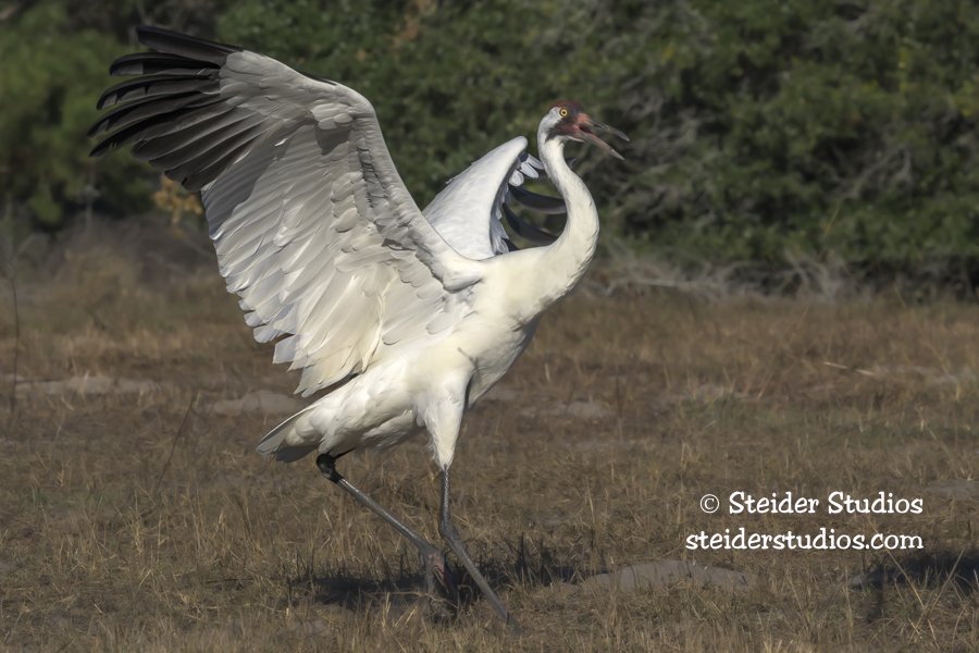 Steider Studios.Crane Defending Territory1.28.26.jpg