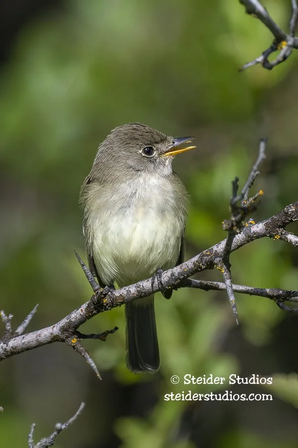 Steider Studios.Willow Flycatcher.6.14.22.jpg