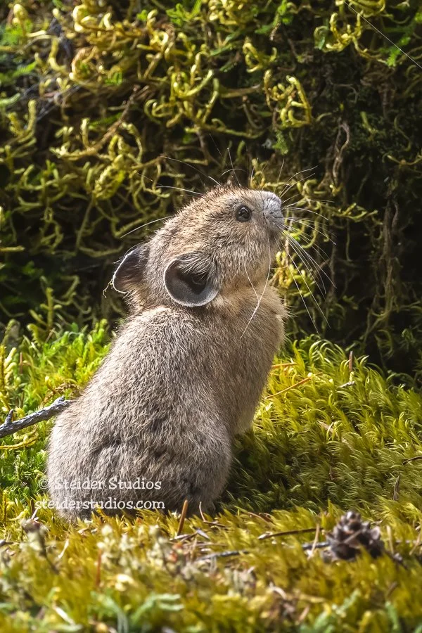 Steider Studios.Pika.Beacon.6.24.20-4.jpg