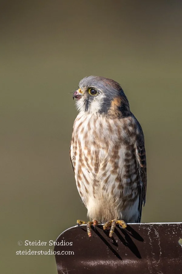 Steider Studios.Kestrel on sign.11.9.22.jpg