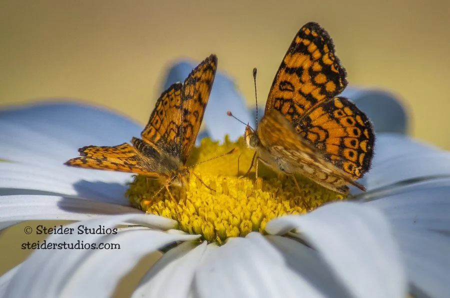 Steider Studios.Fritillary Pair.7.15.13.jpg