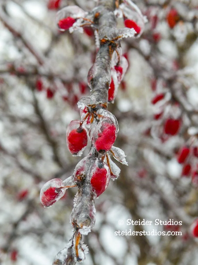 Steider Studios.Frozen Rosehips.1.11.10.jpg
