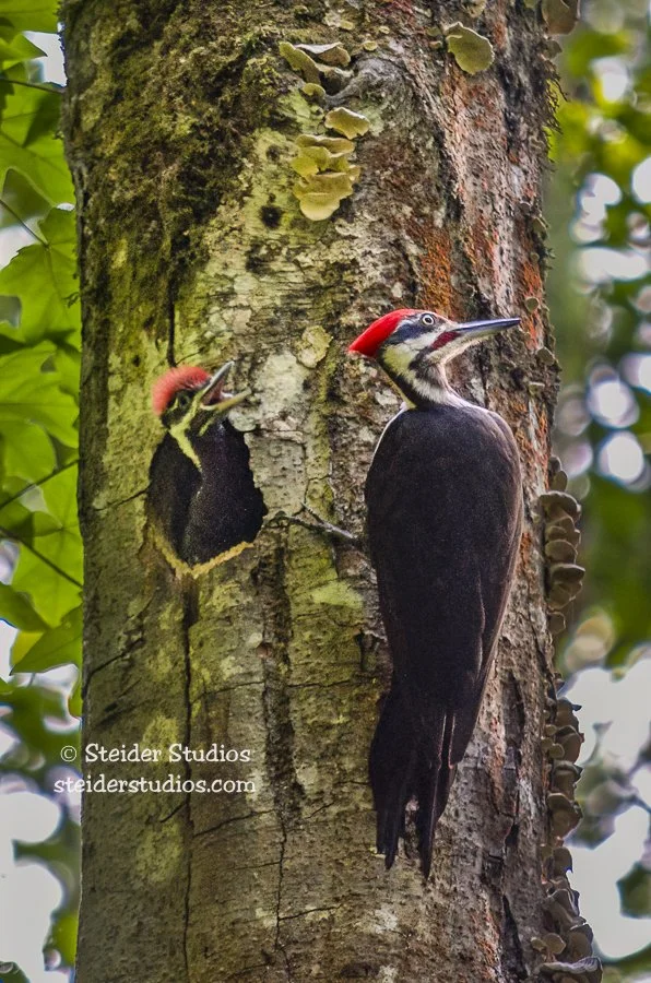 Steider Studios.Pileated.5.21.14.jpg