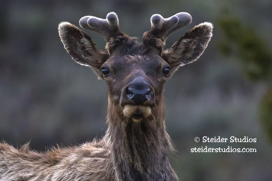 Steider Studios.Elk.5.22.22.jpg