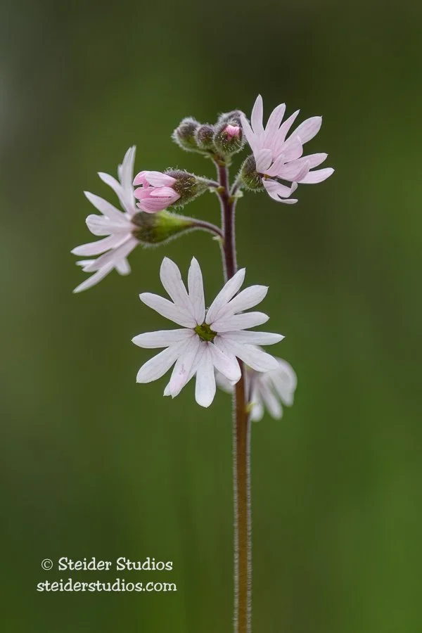 Steider Studios.Prairie Star Portrait.4.23.17.jpg