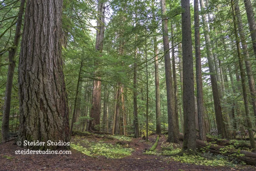 Steider Studios.Lost Creek Trail.10.22.25.jpg