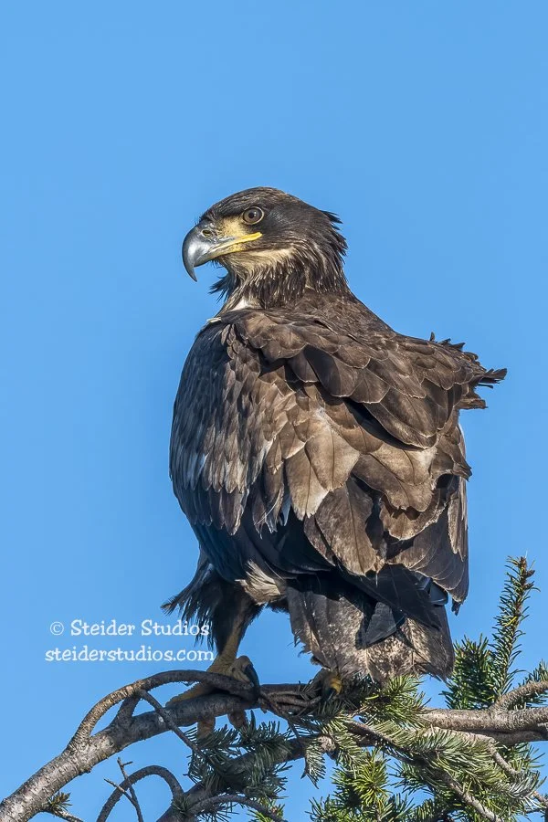 Steider Studios.Bald Eagle SubAdult.1.24.22.jpg