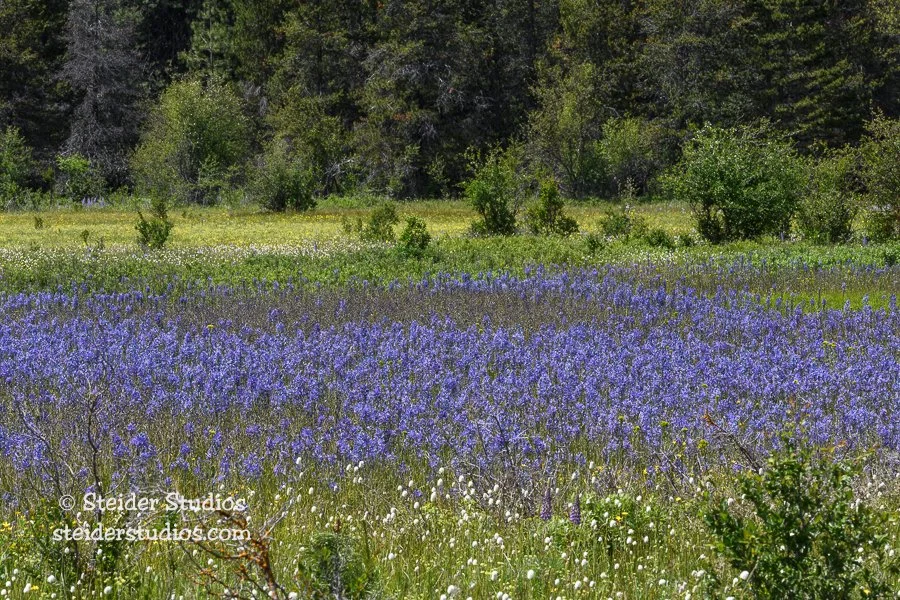 Steider Studios.Camas Landscape.6.1.17.jpg