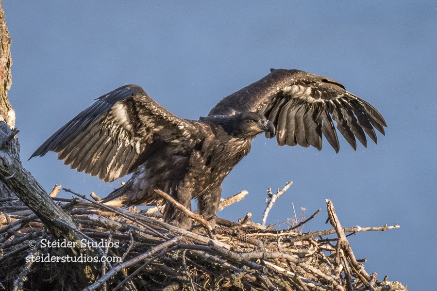 Steider Studios.Eagle Juvenile in Nest.6.19.17.jpg