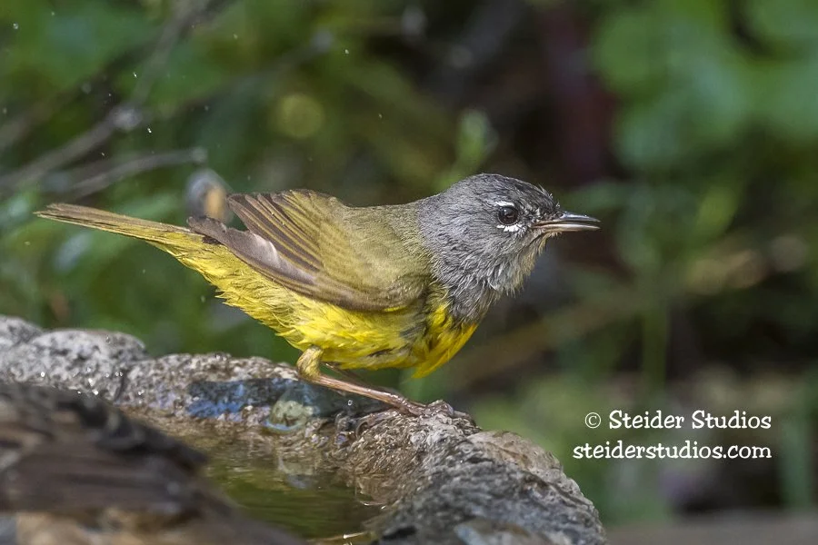 Steider Studios.MacGillivray's Warbler.5.28.20.jpg