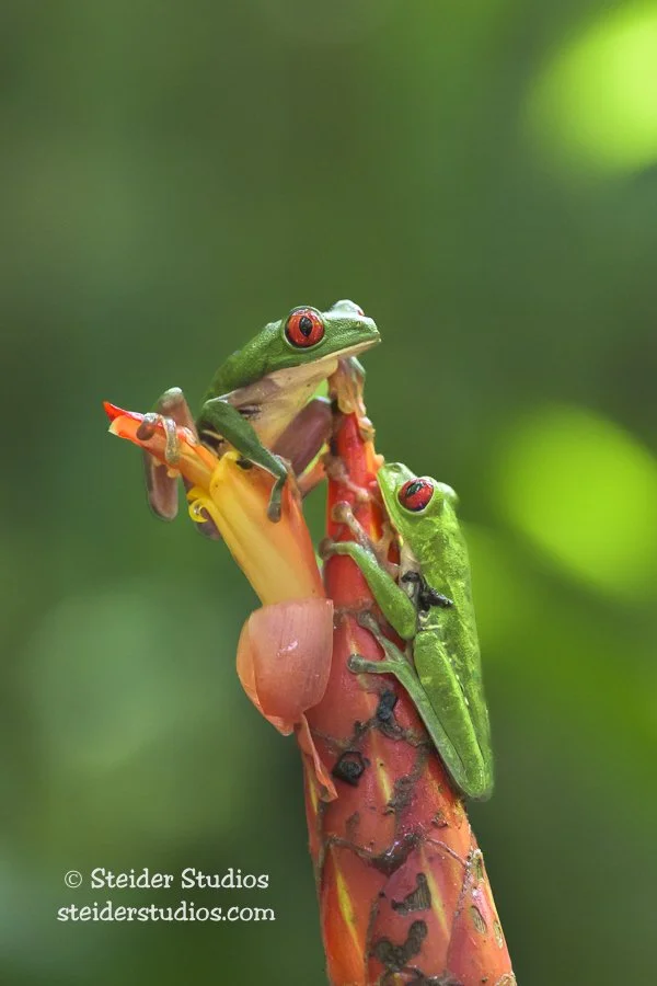 Steider Studios.Red-eyed Tree Frog.4.3.25.jpg