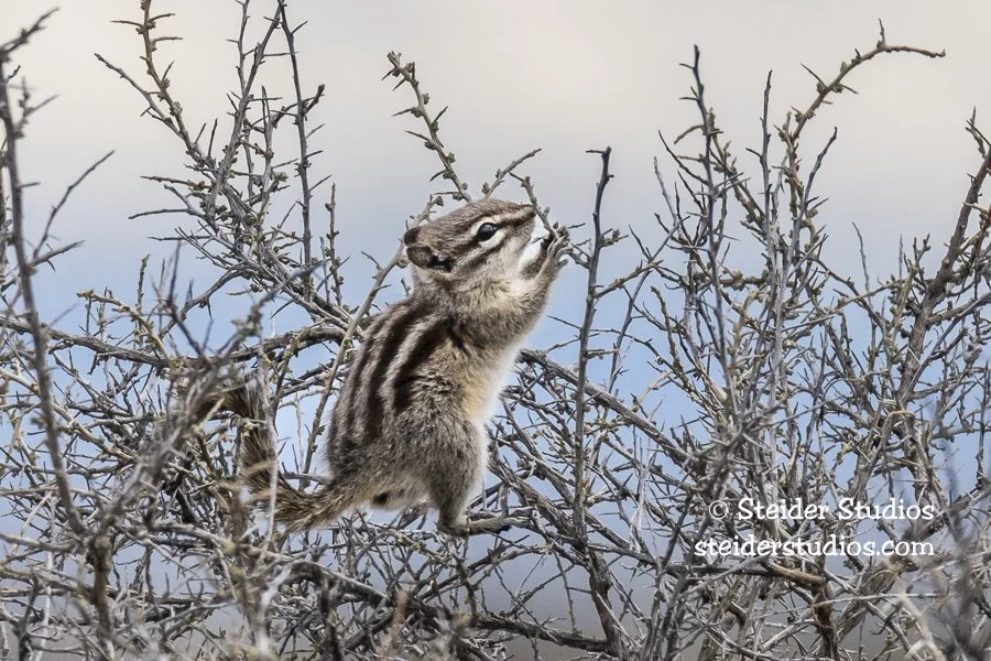 Steider Studios.Chipmunk.4.12.19.jpg