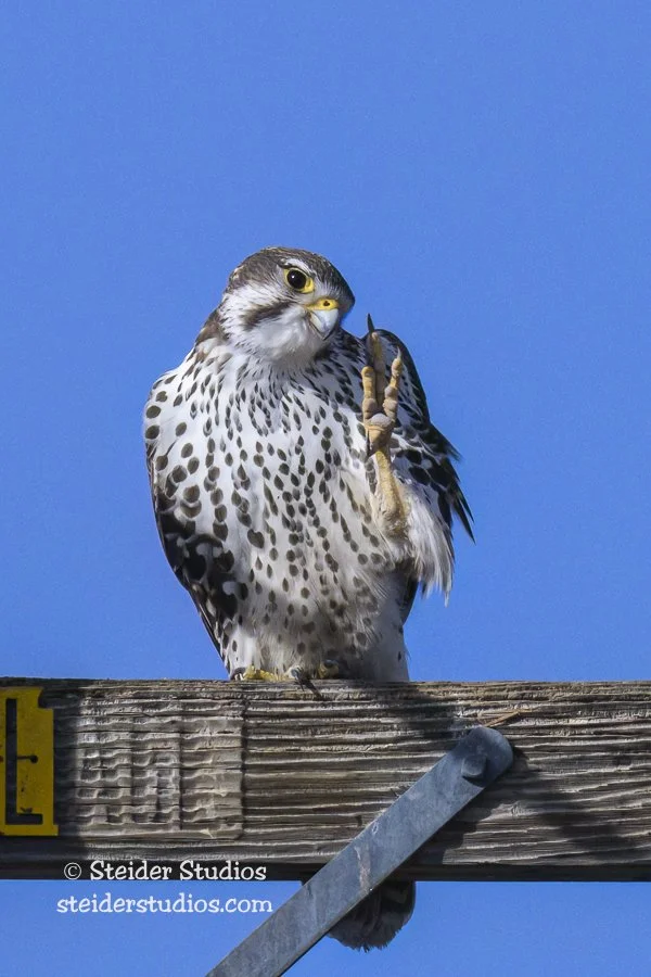 Steider Studios.Prairie Falcon.N.CA.2.19.23-2.jpg