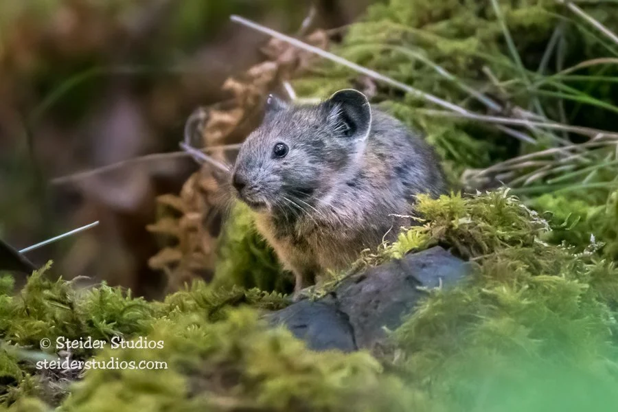 Steider Studios.Pika.8.1.17.jpg