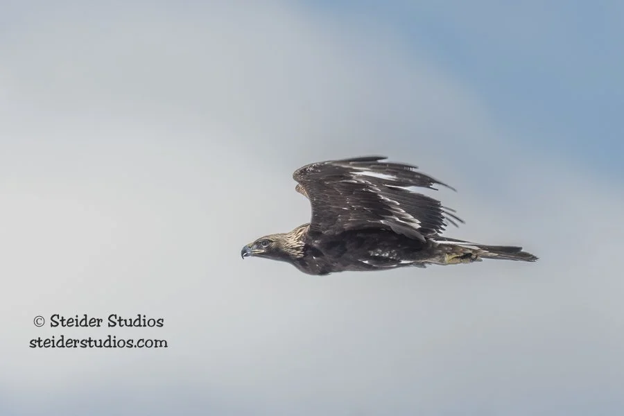 Steider Studios.Golden Eagle.2.22.22-2.jpg