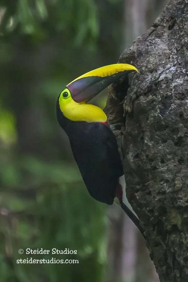 Steider Studios.Toucan Card.4.6.25.jpg