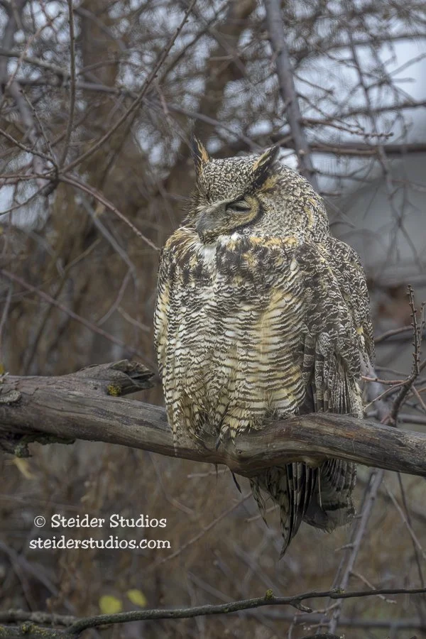 Steider Studios.GHO.12.20.23.jpg