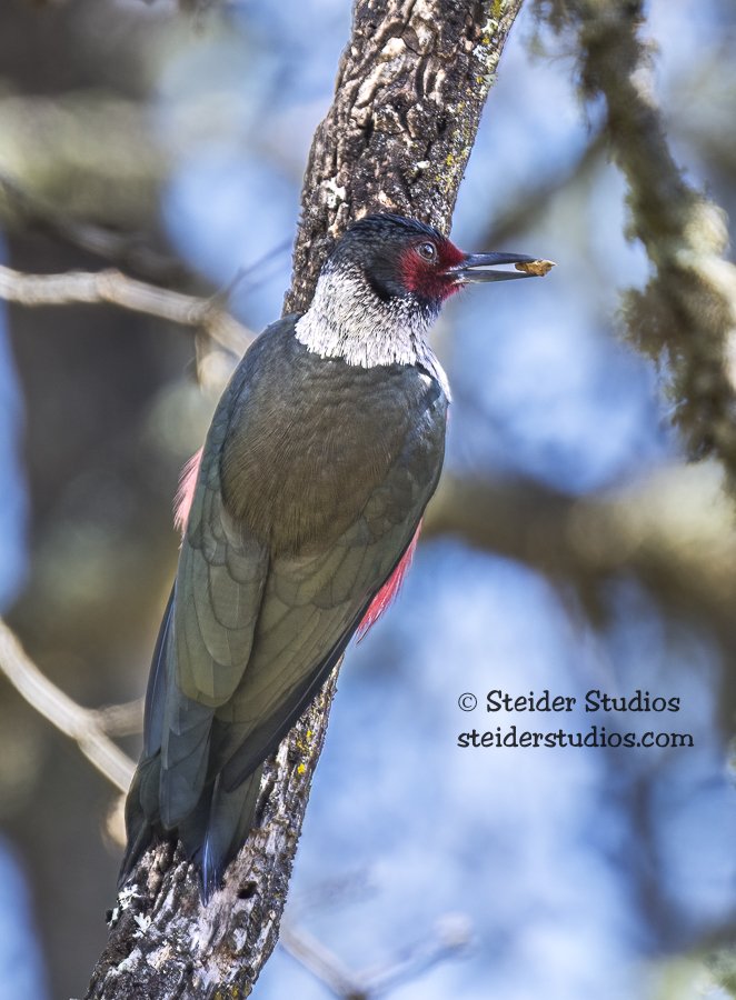 Steider Studios.Lewis.Balch.3.29.16.jpg